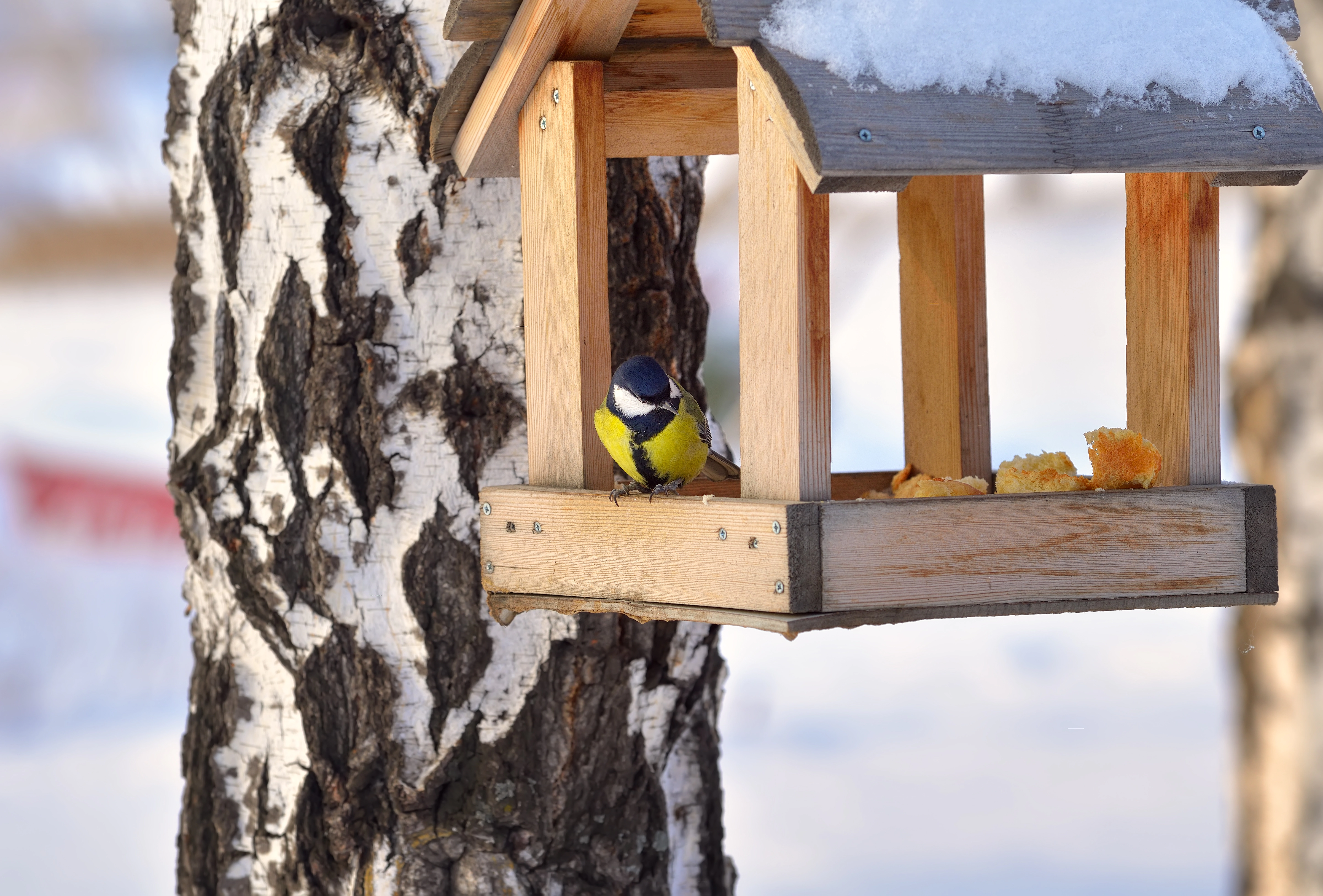 tit-feeder-winter-small-bird-sits-edge-house-with-bread